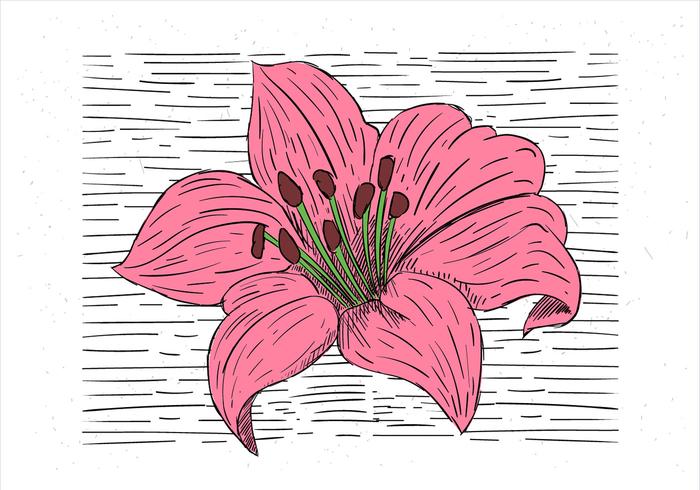 Mano libre dibujado ilustración de la flor del vector