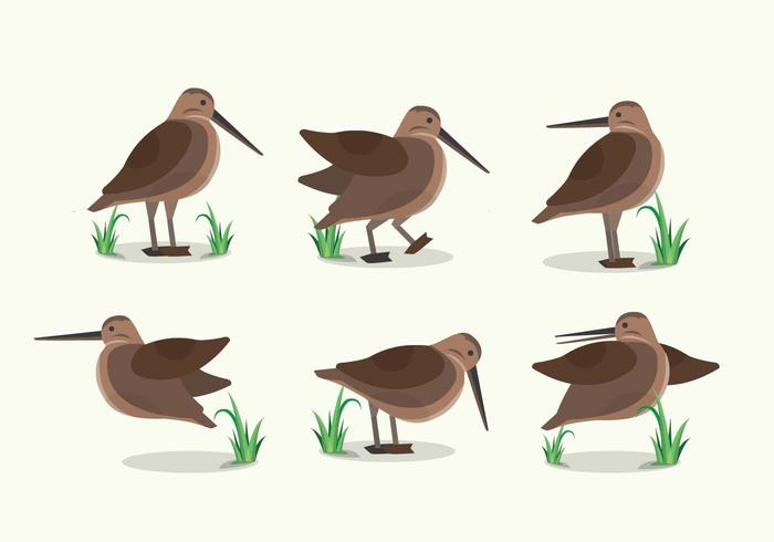 Snipe Bird Habitat Ilustración plana vector