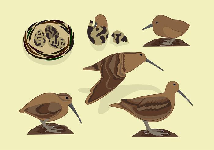 Snipe Bird Free Vector