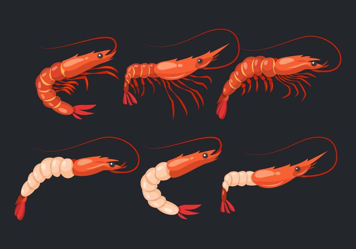 Prawn Shrimps Vector Collection