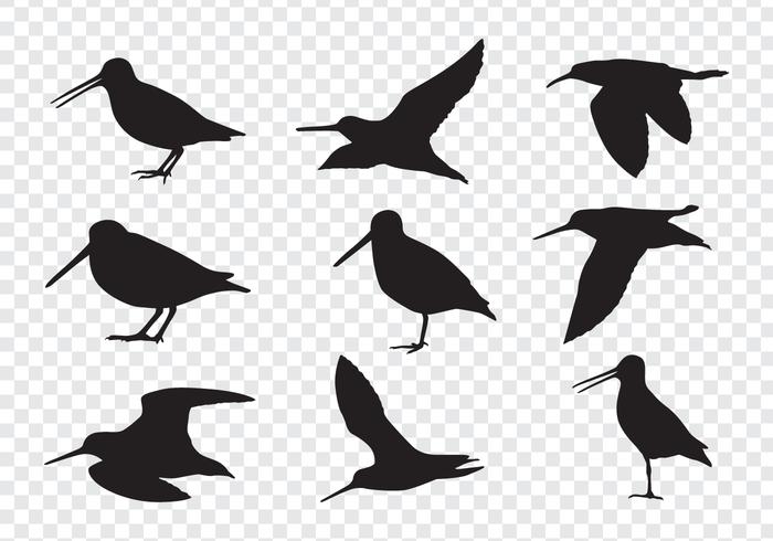 Snipe Birds Silhouettes vector