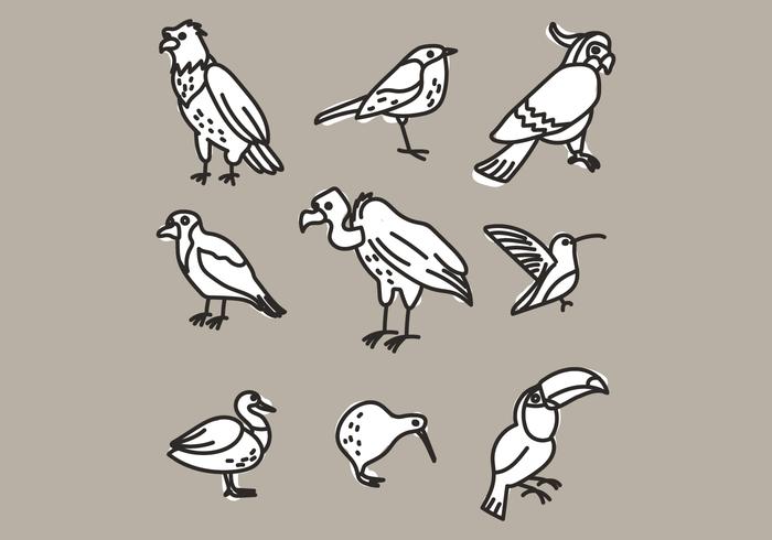 Conjunto de diferentes tipos de aves vector