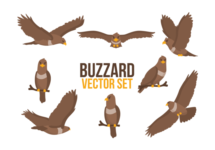 Buzzard Cartoons Vector