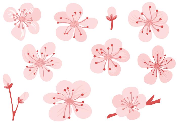 Free Plum Blossom Vectors