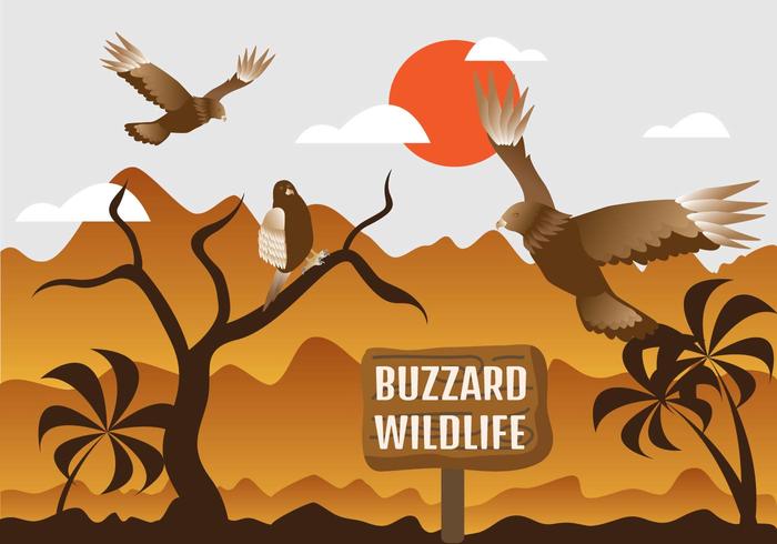 Buzzard Wildlife Illustration vector