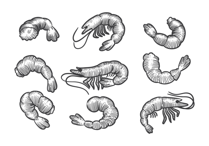 Hand Drawn Prawns vector