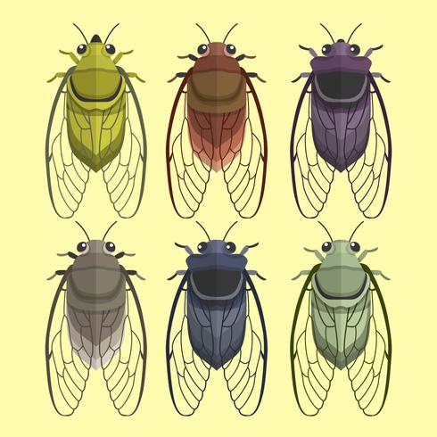 Cicada Bug Vector Collection