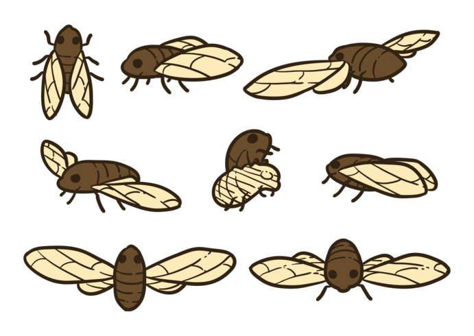 Cicada Vectors