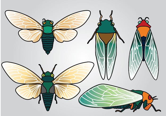 Paquete de vectores Cicada