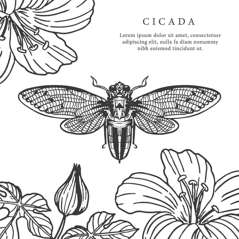 Cicada Hand Drawn Background Vector - Download Free ...