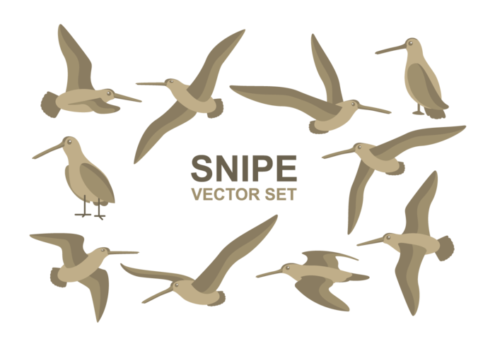 Snipe Cartoons Vector