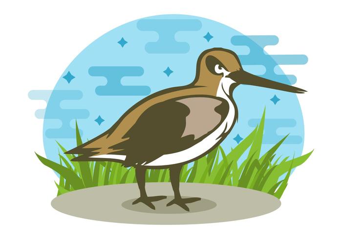 Free Snipe Bird Vector