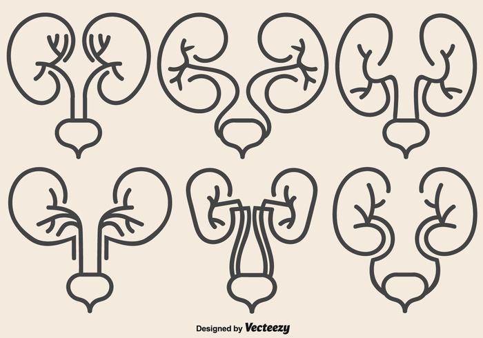 Abstract Kidney Icons For Urology Related Design vector