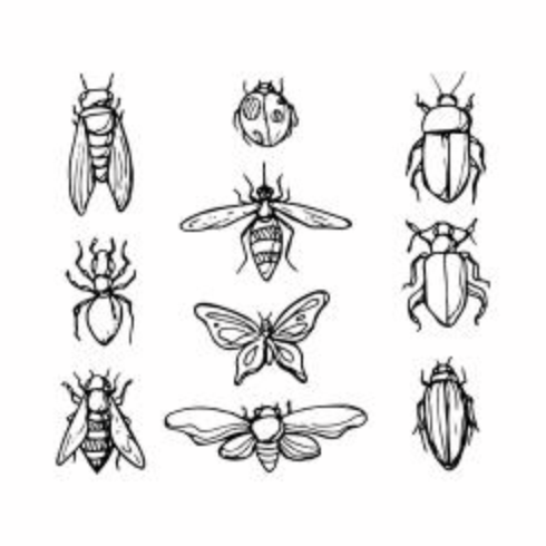 Free Sketch Insect Icon Vector