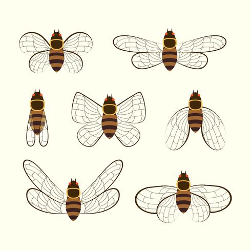 Cicada Vector