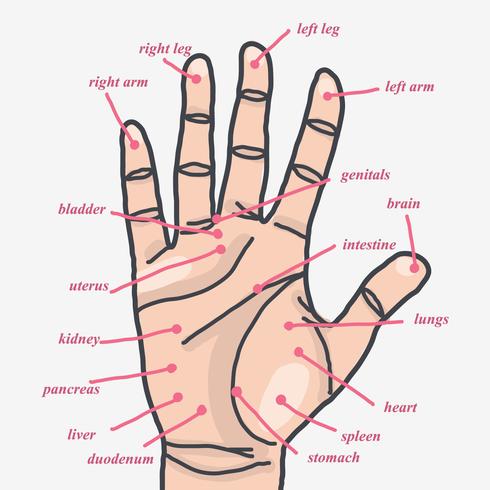 Zonas de acupuntura de mano vector