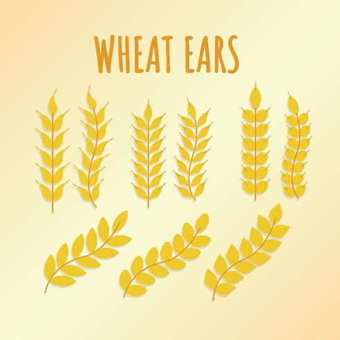 Free Wheat Ears Vector