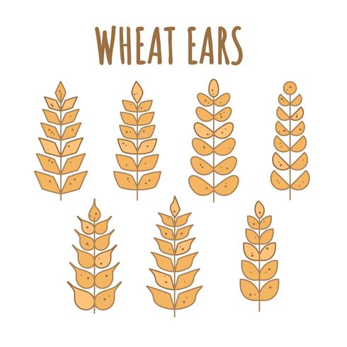 Free Wheat Ears Vector