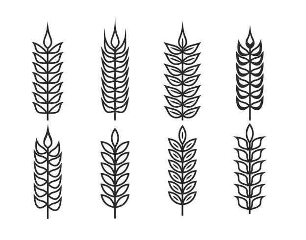 Wheat ears vector set