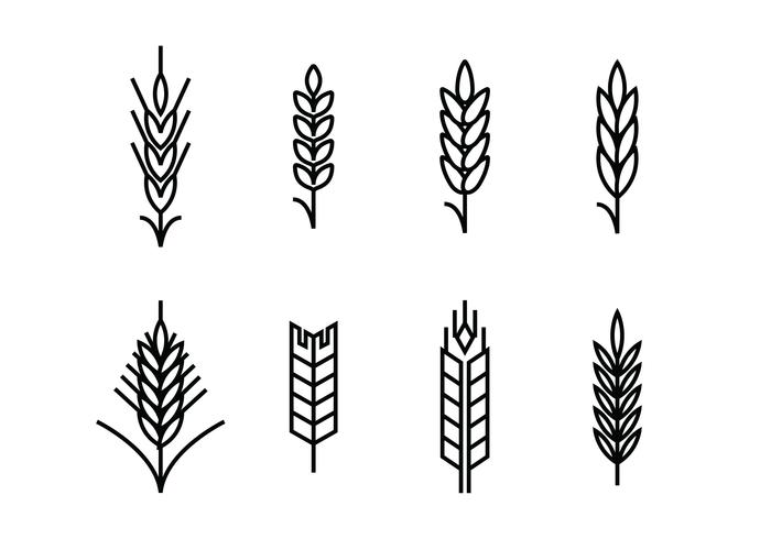 Wheat ears set icons vector