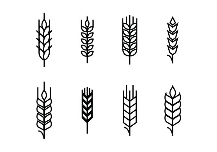 Wheat ears set icons vector