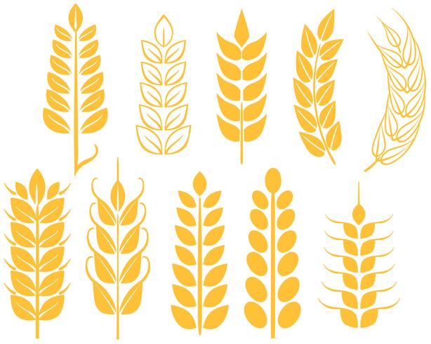 Free Wheat Vectors