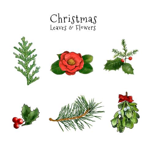 Linda colección de hojas y flores de Navidad vector