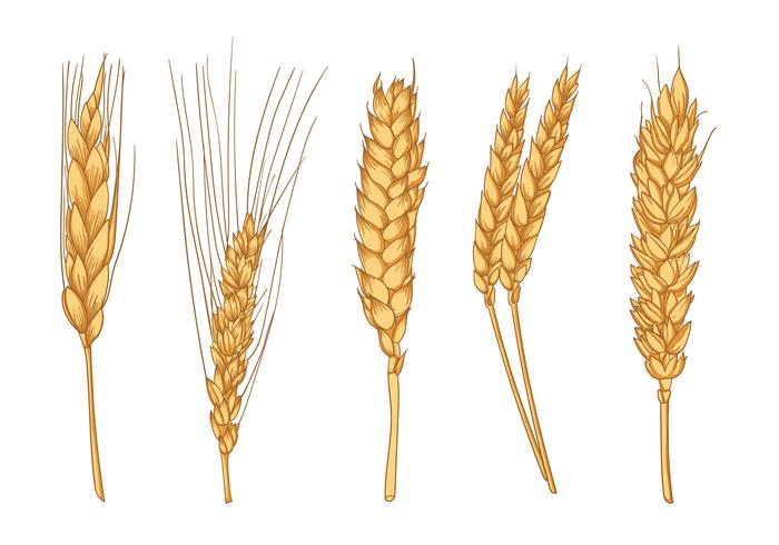 Wheat Ears Hand Drawn vector