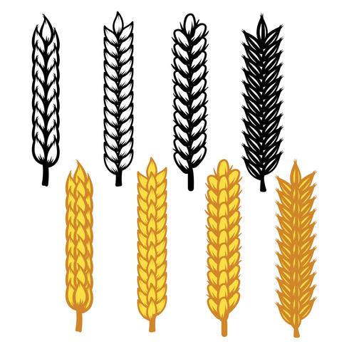 Wheat Ears Icon Vector