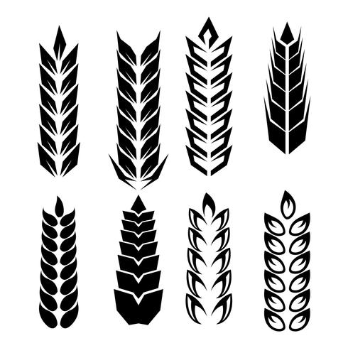 Wheat Ears Icon Vector