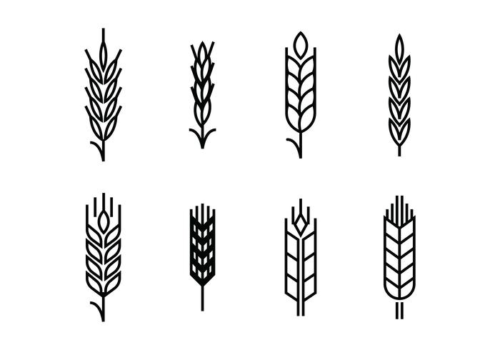 Wheat ears set icons vector