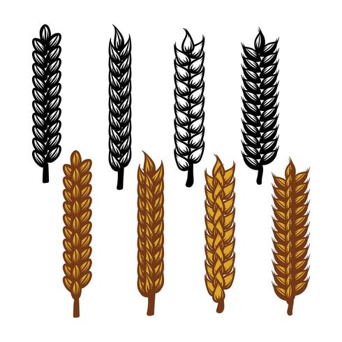 Wheat Ears Icon Vector