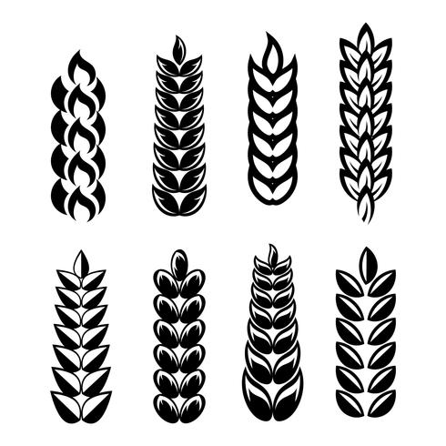 Wheat Ears Icon Vector