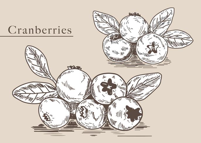 Cranberries Hand Drawn Illustration Vector