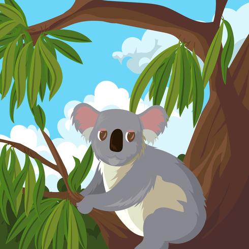 Koala en el árbol de goma Vector