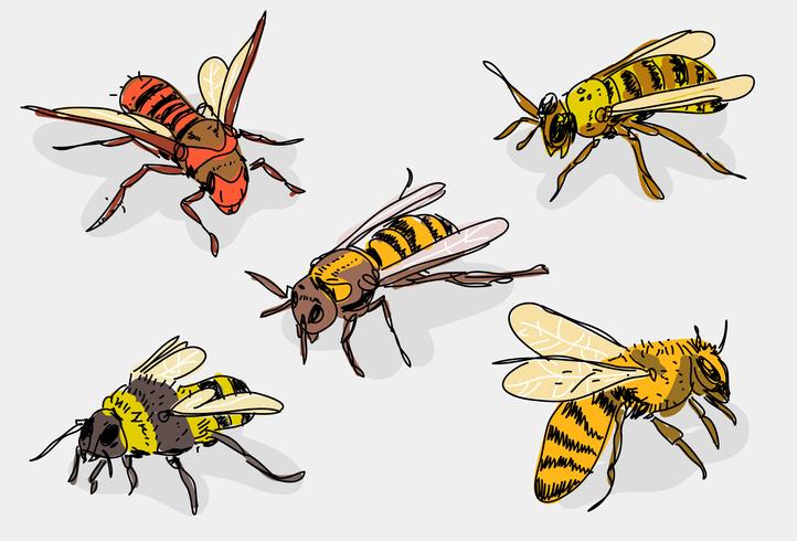 Hornets Dibujado a mano Vector Illustrtaion