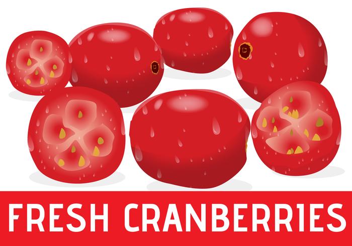 Realistic Fresh Cranberries vector