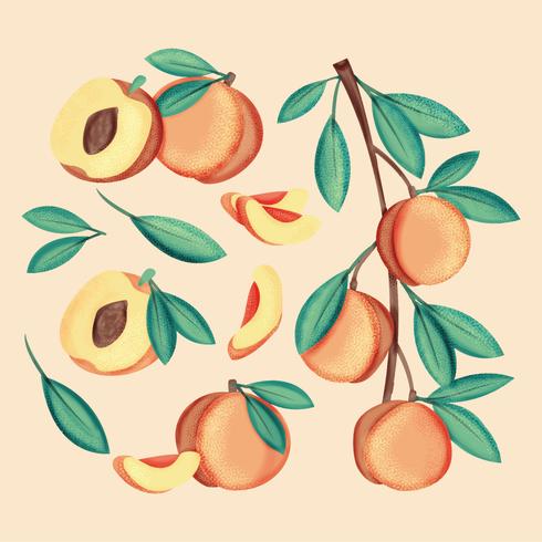 Vector Hand Drawn Peaches