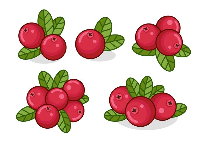 Red Cranberries With Leaves vector