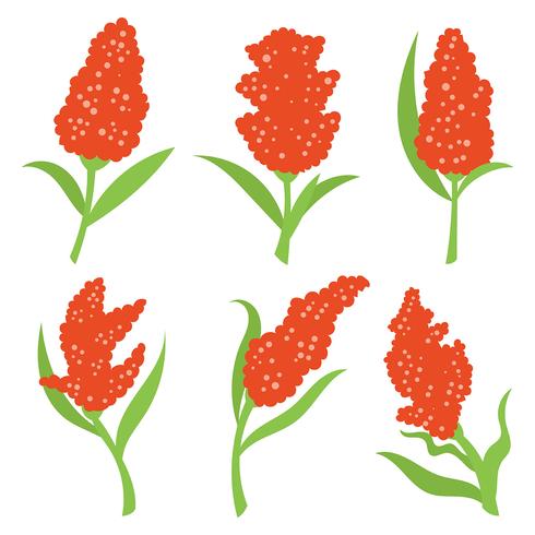 Sorghum Vector Icons