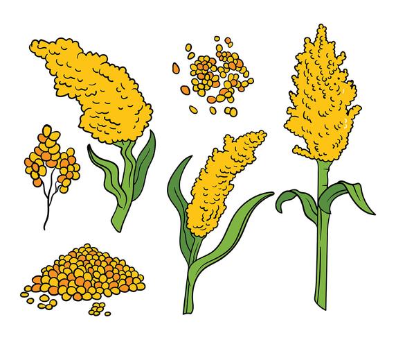 Iconos de Vector de Sorgo