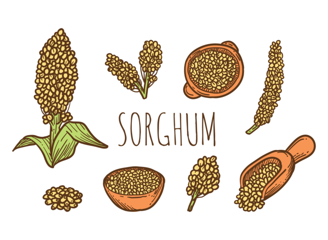 Hand Drawn Sorghum Vectors