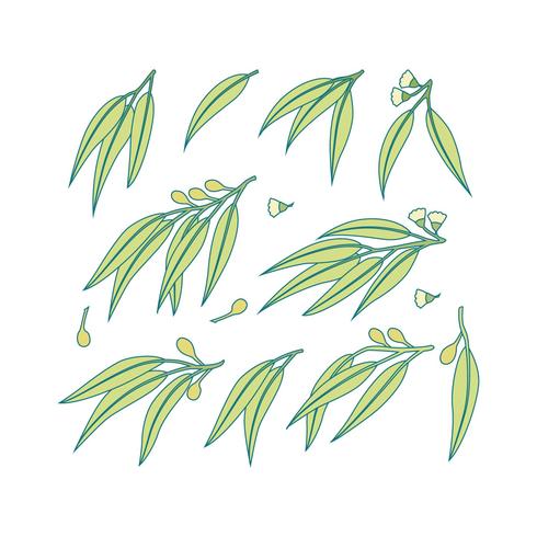 Eucalyptus Free Vector Art 226 S Free Eucalyptus Vector