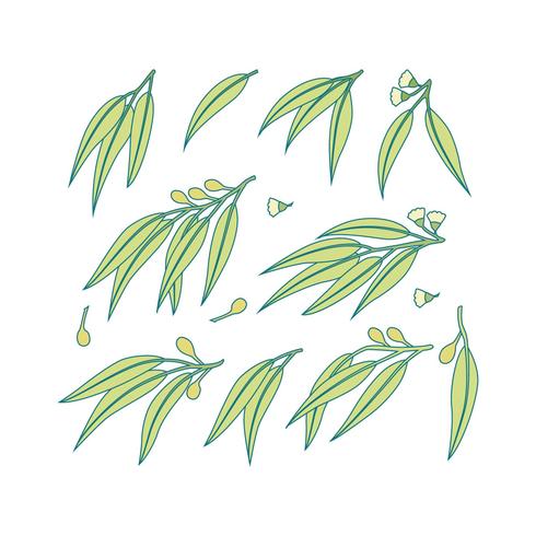 Free Eucalyptus Vector