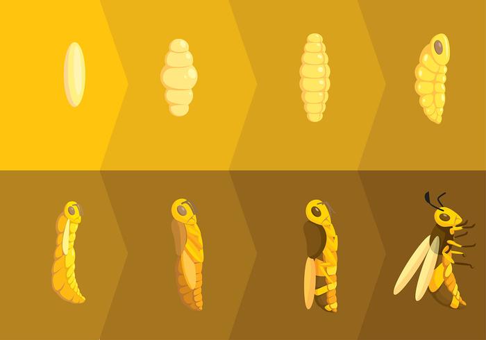 Hornets Metamorphosis Free Vector