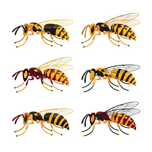 Bee Hornets Vector Collection