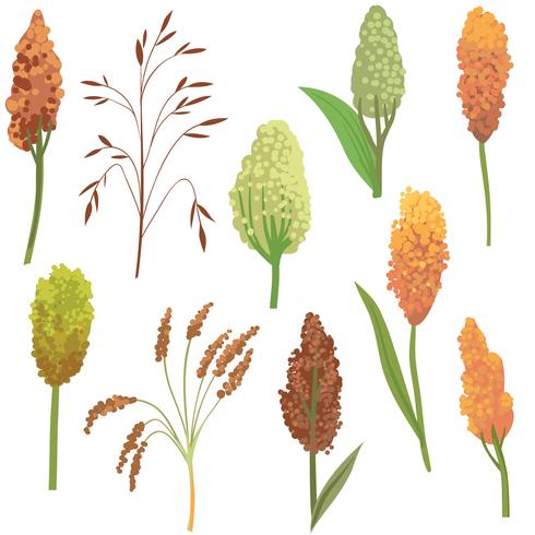 Free Sorghum Vectors