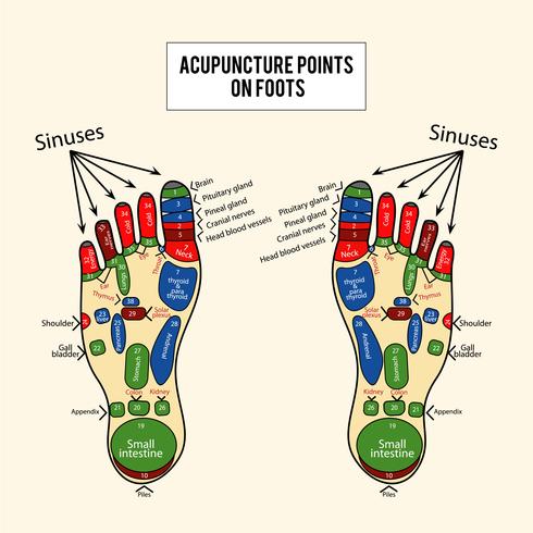 Acupuncture points Vector