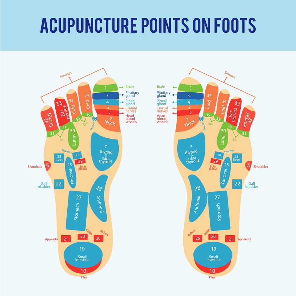 Acupuncture Foot Scheme Vector 168344 Vector Art at Vecteezy