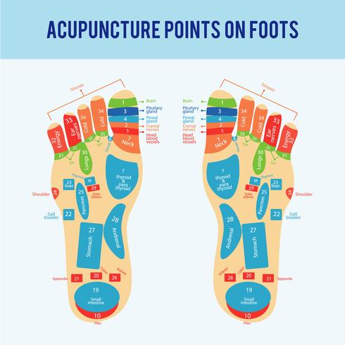 Acupuncture Foot Scheme Vector